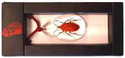 3C1055f veter ketting met rood insect.jpg (18842 bytes)
