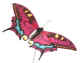 speld vlinder groot roze rood.jpg (14311 bytes)