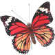 speld vlinder klein rood oranje.jpg (22806 bytes)